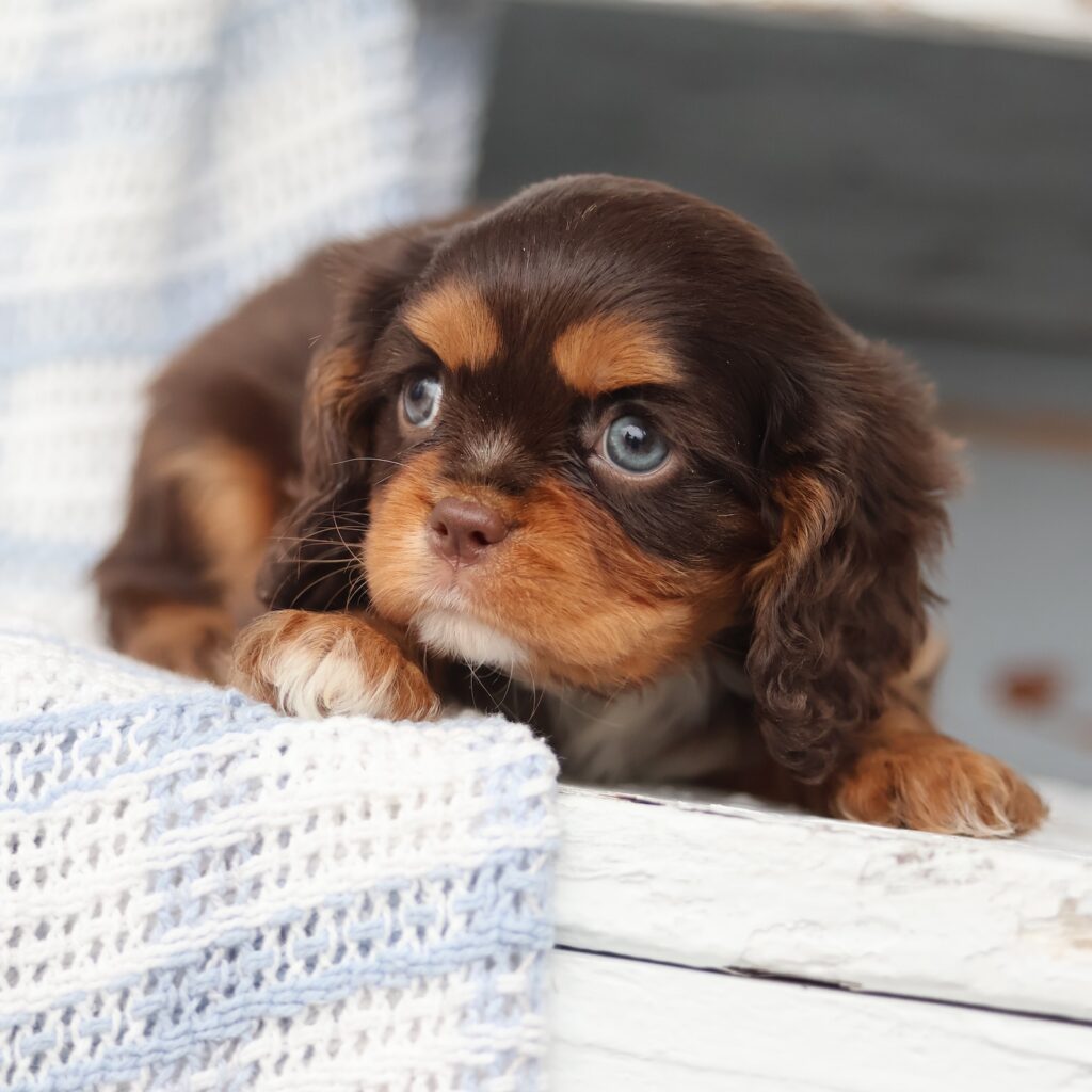 cavalier king charles spaniel puppies