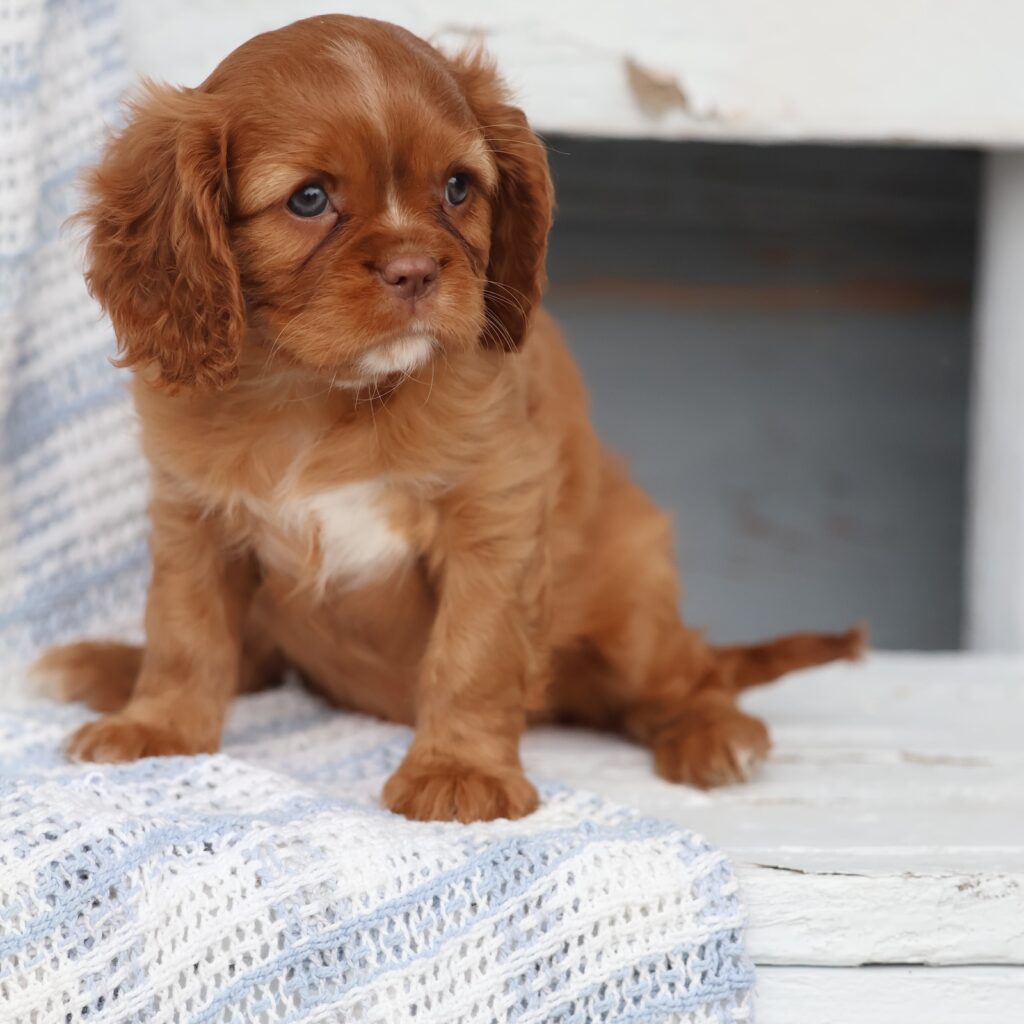 cavalier king charles spaniel puppies breeders