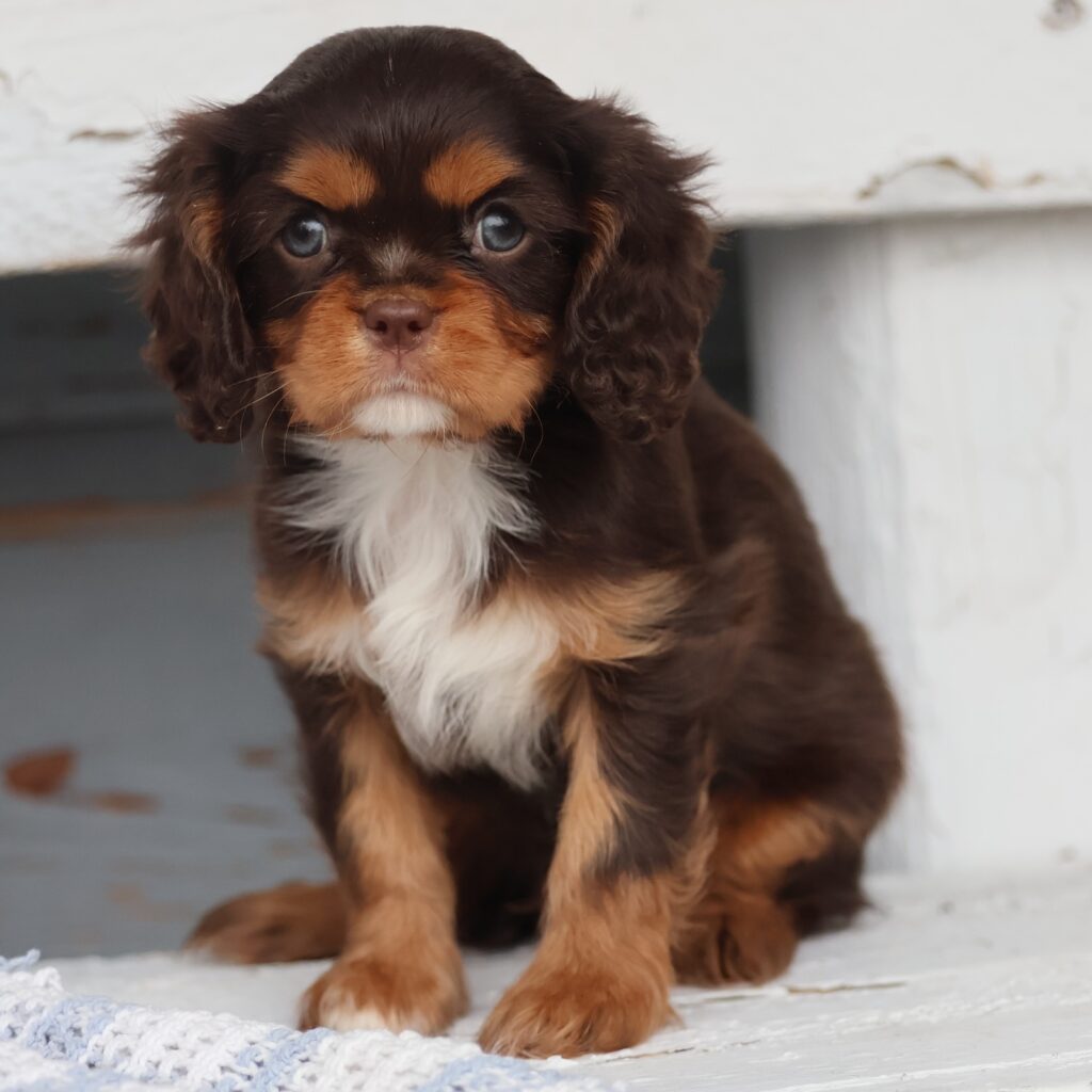 cavalier king charles spaniel puppies for sale