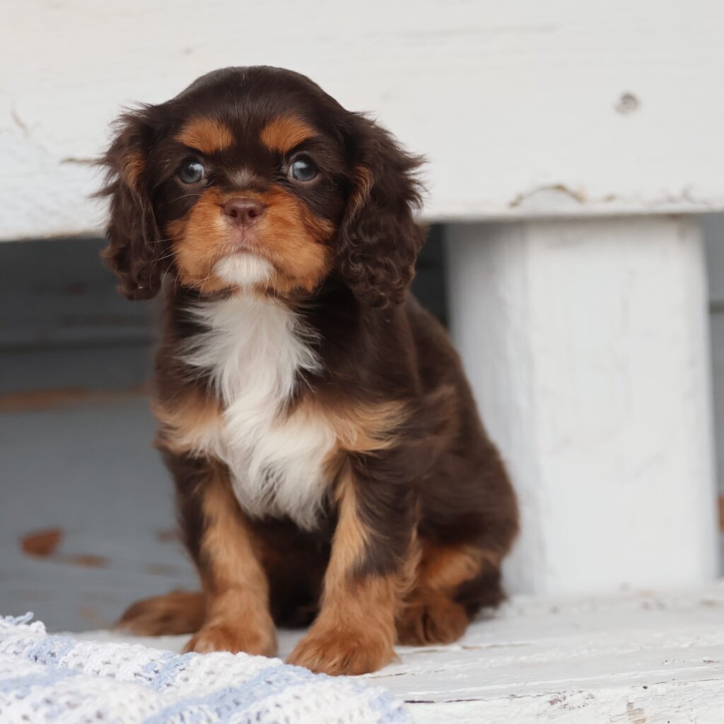 cavalier king charles spaniel puppy