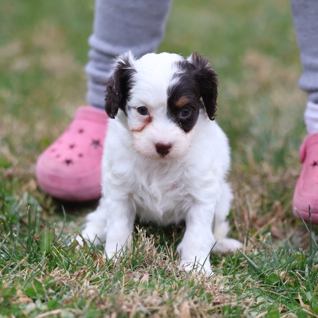 cavapoo black and white