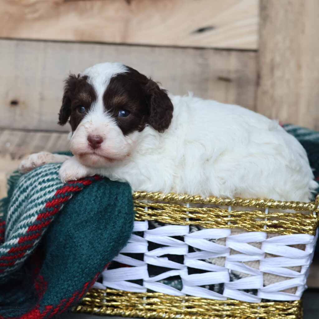 cavapoo puppies breeders