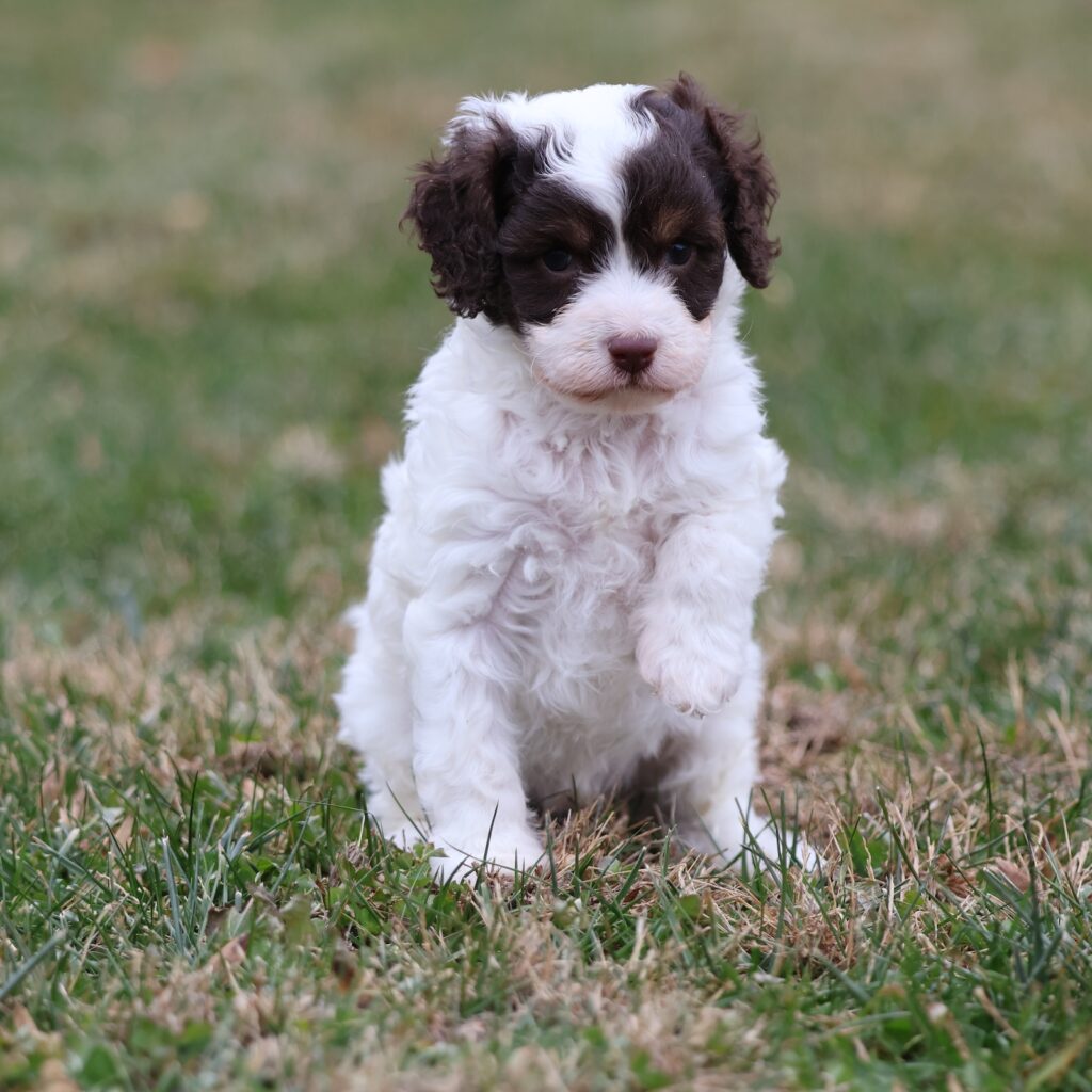 cavapoo puppies brown and white
