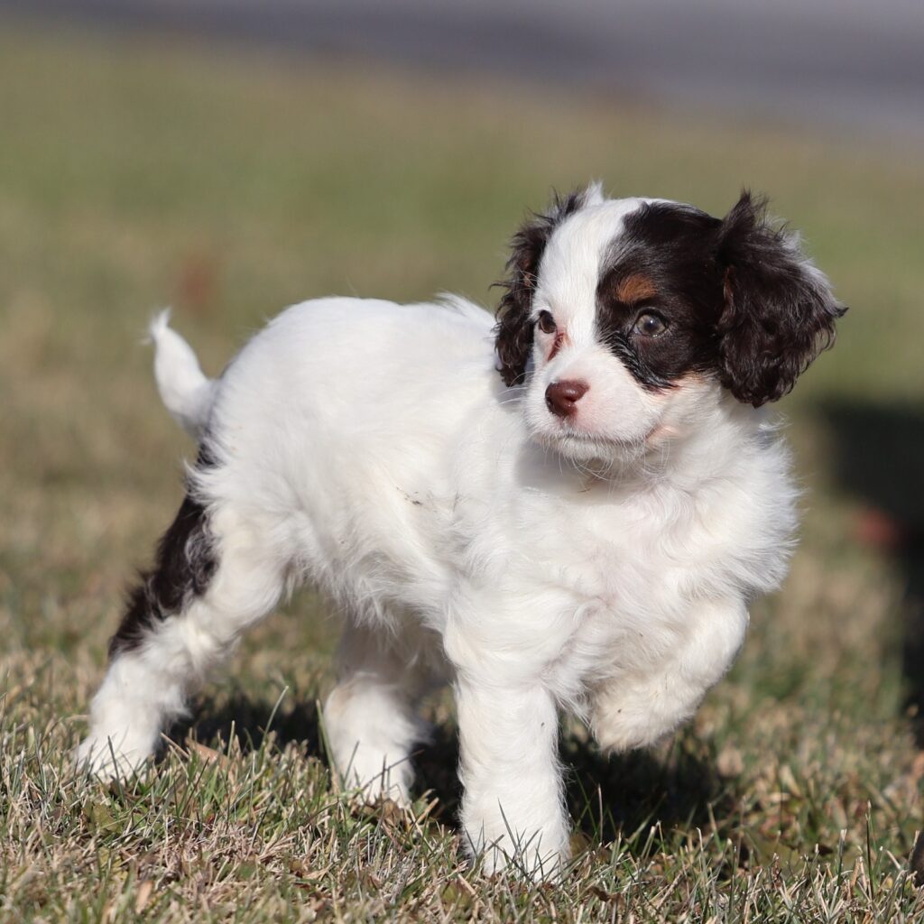 cavapoo puppies for sale