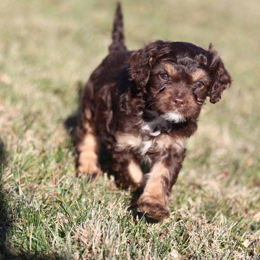 cavapoo puppies for sale in pa