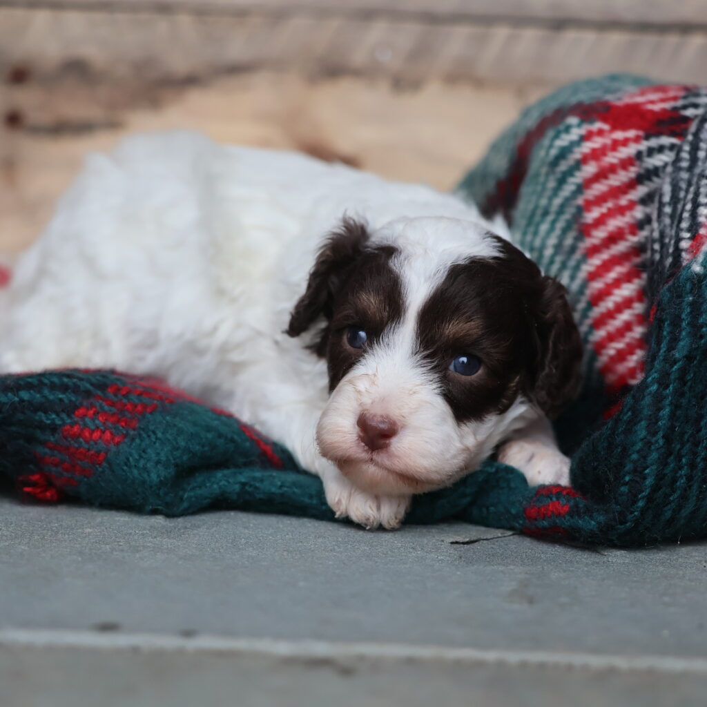 cavapoo puppies for sale near me