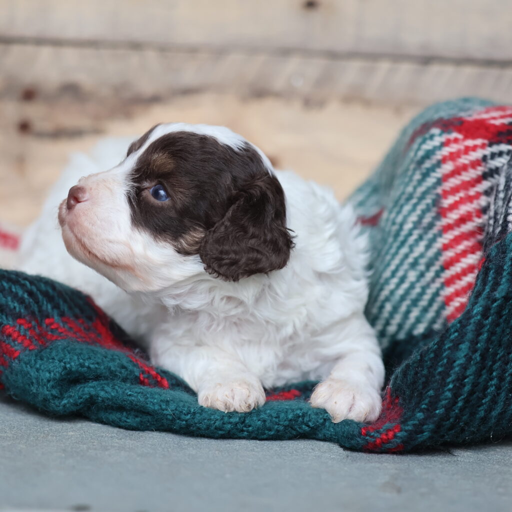 cavapoo puppies near me