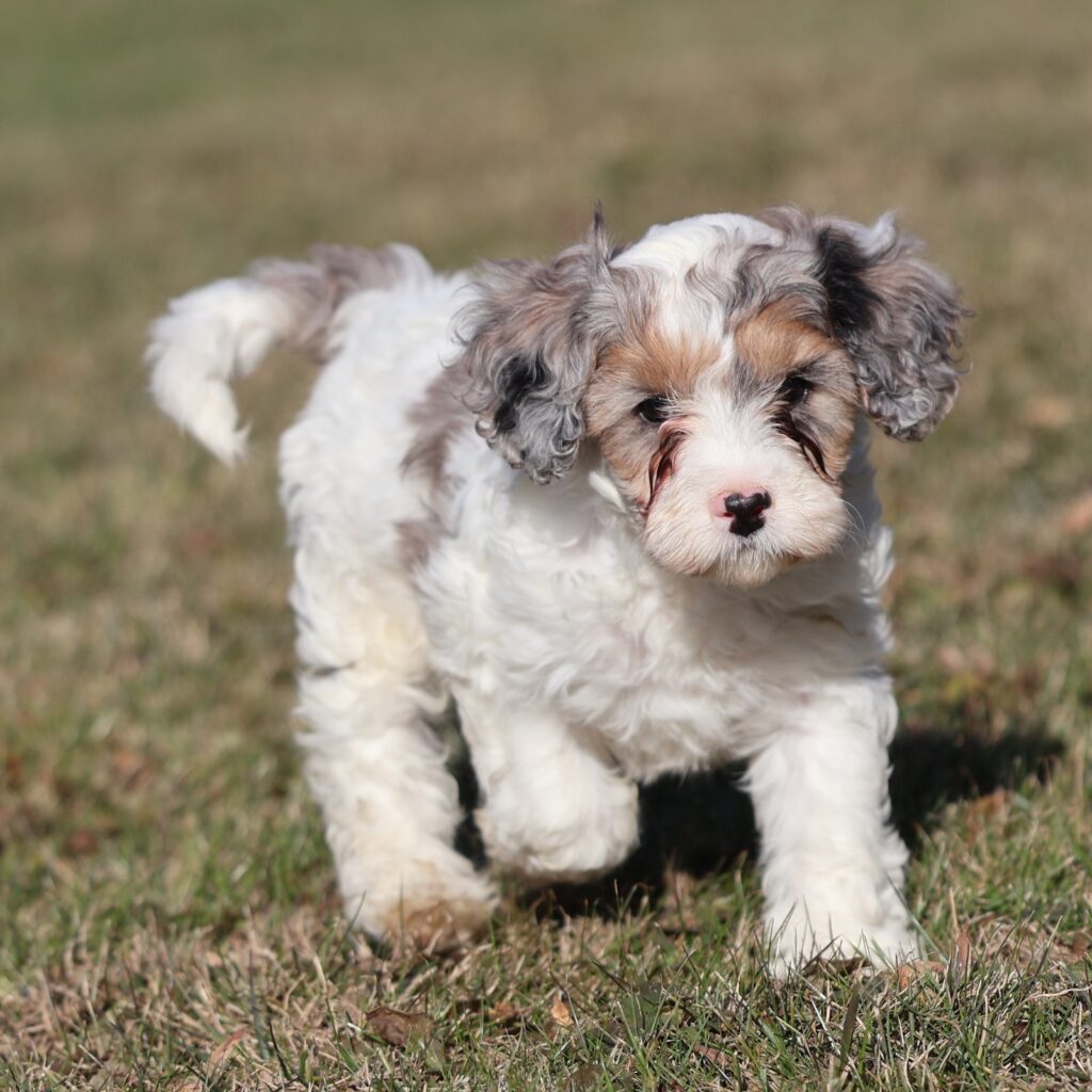 cavapoo puppies near me