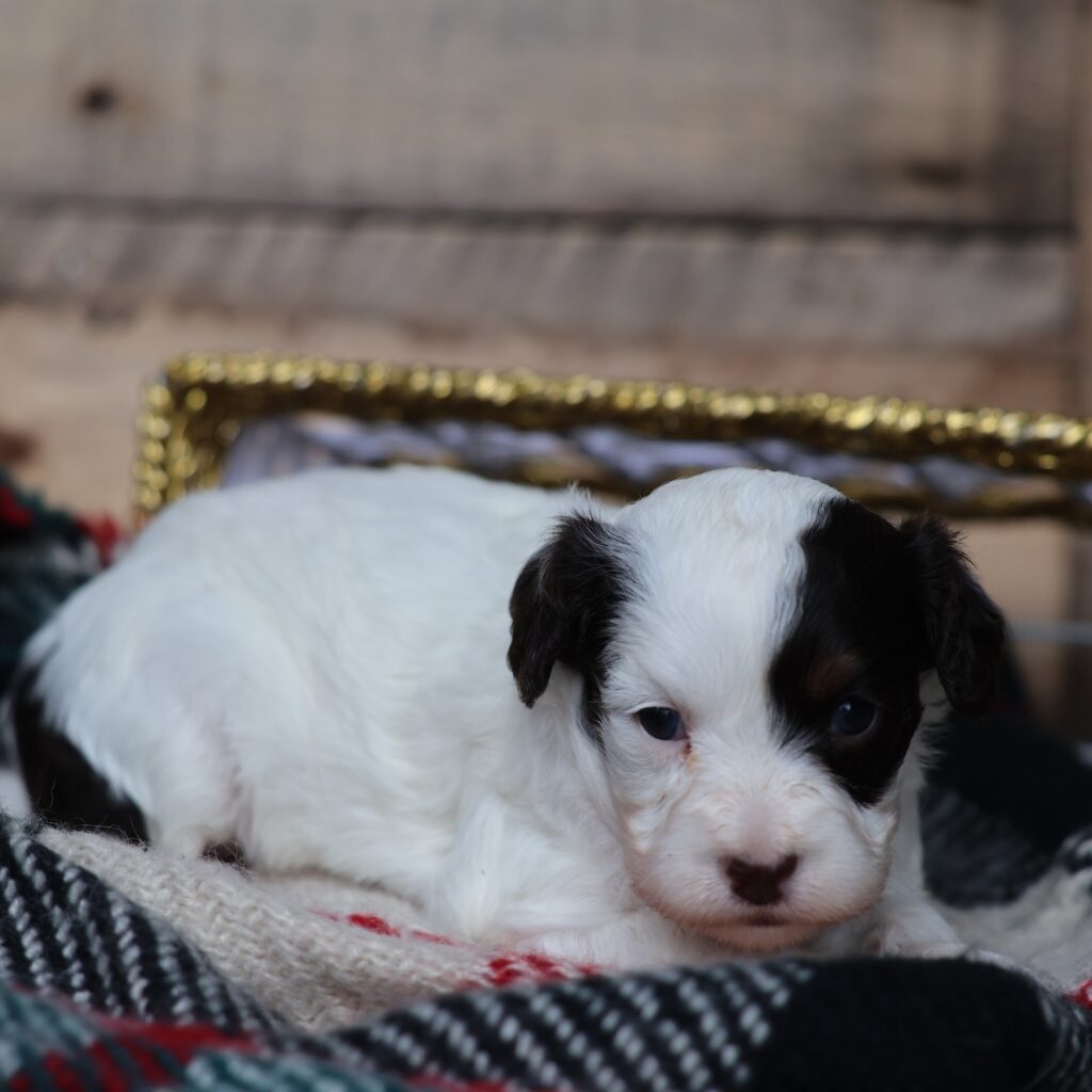 cavapoo puppies white