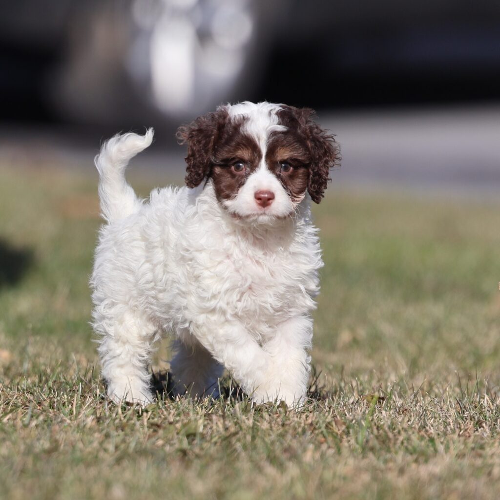 cavapoo puppy breeders