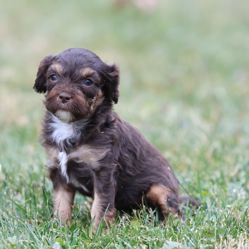 chocolate brown cavapoo