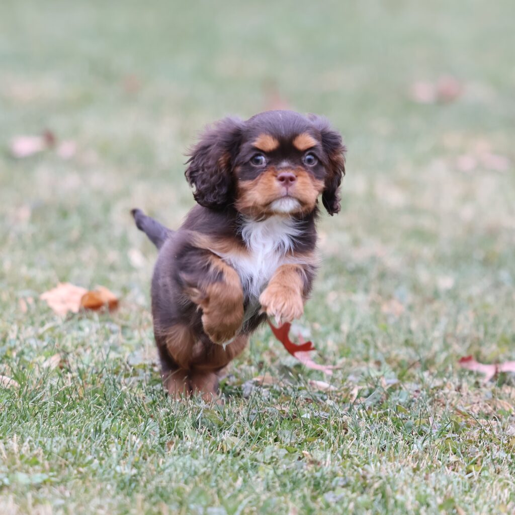 chocolate cavalier king charles spaniels