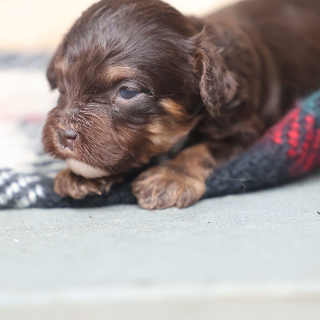 chocolate merle cavapoo