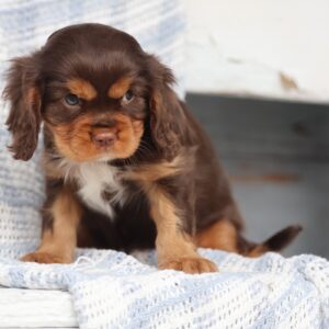 chocolate tri color cavalier king charles spaniel