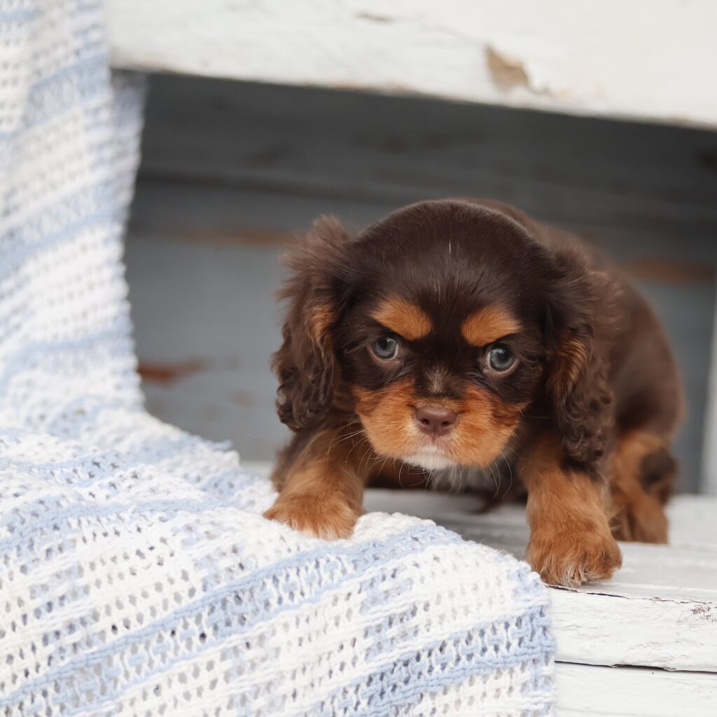king charles cavalier spaniel