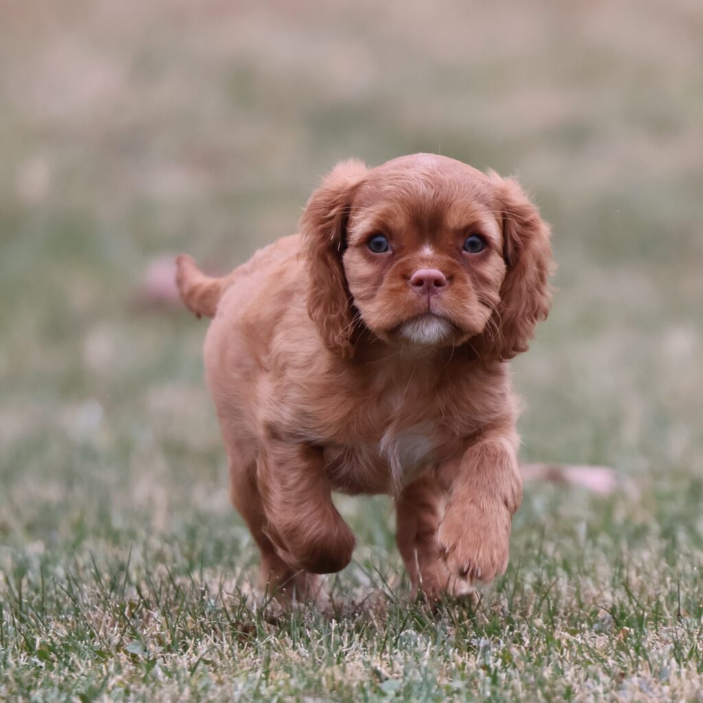king charles cavalier spaniel puppies ruby