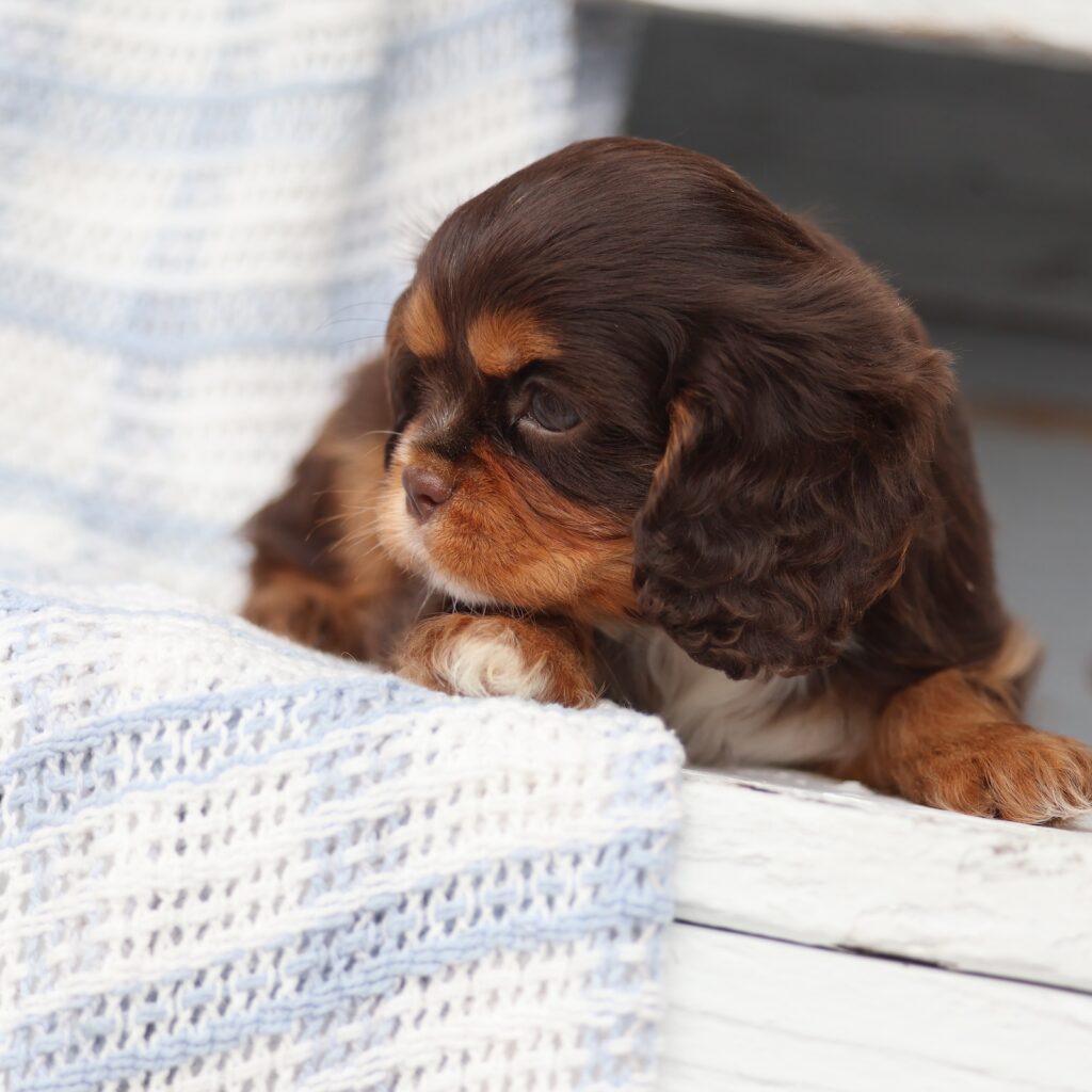 king charles spaniel and cavalier king charles