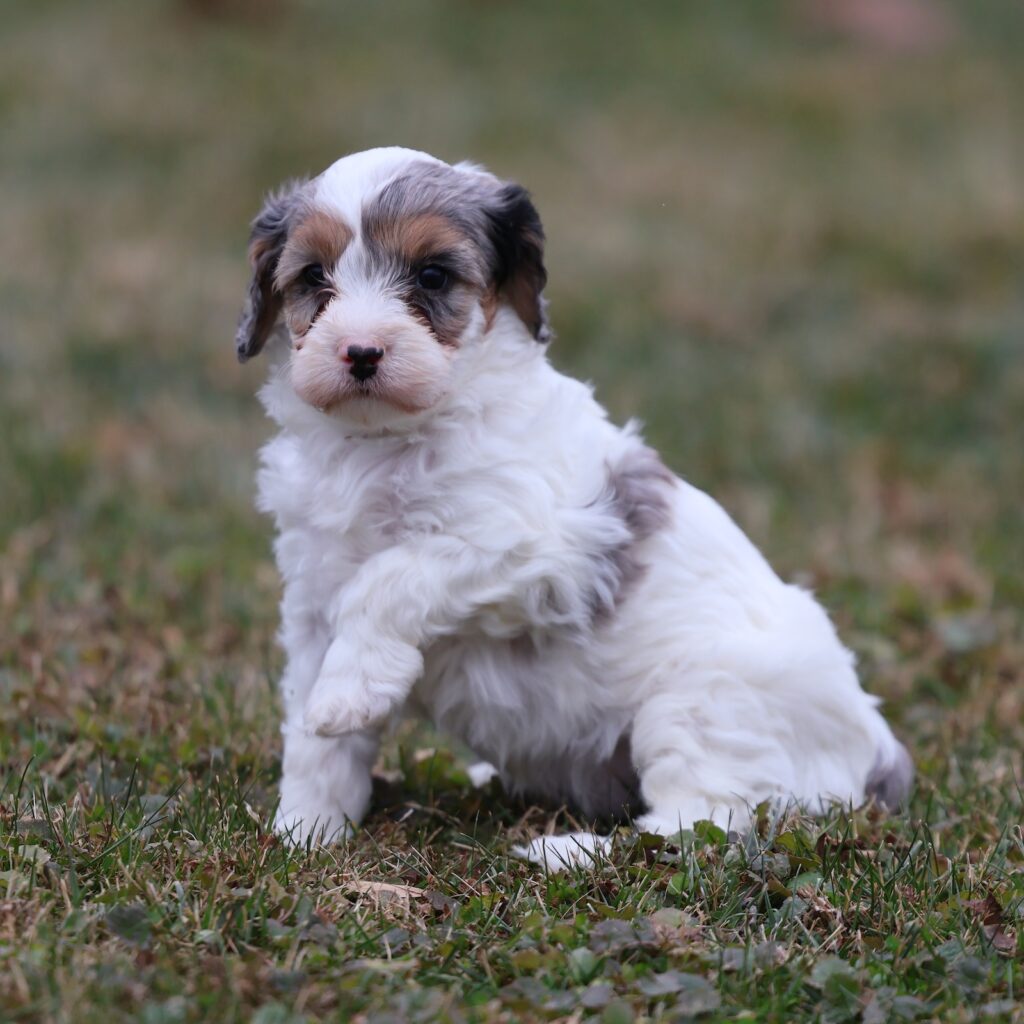 merle cavapoo puppy