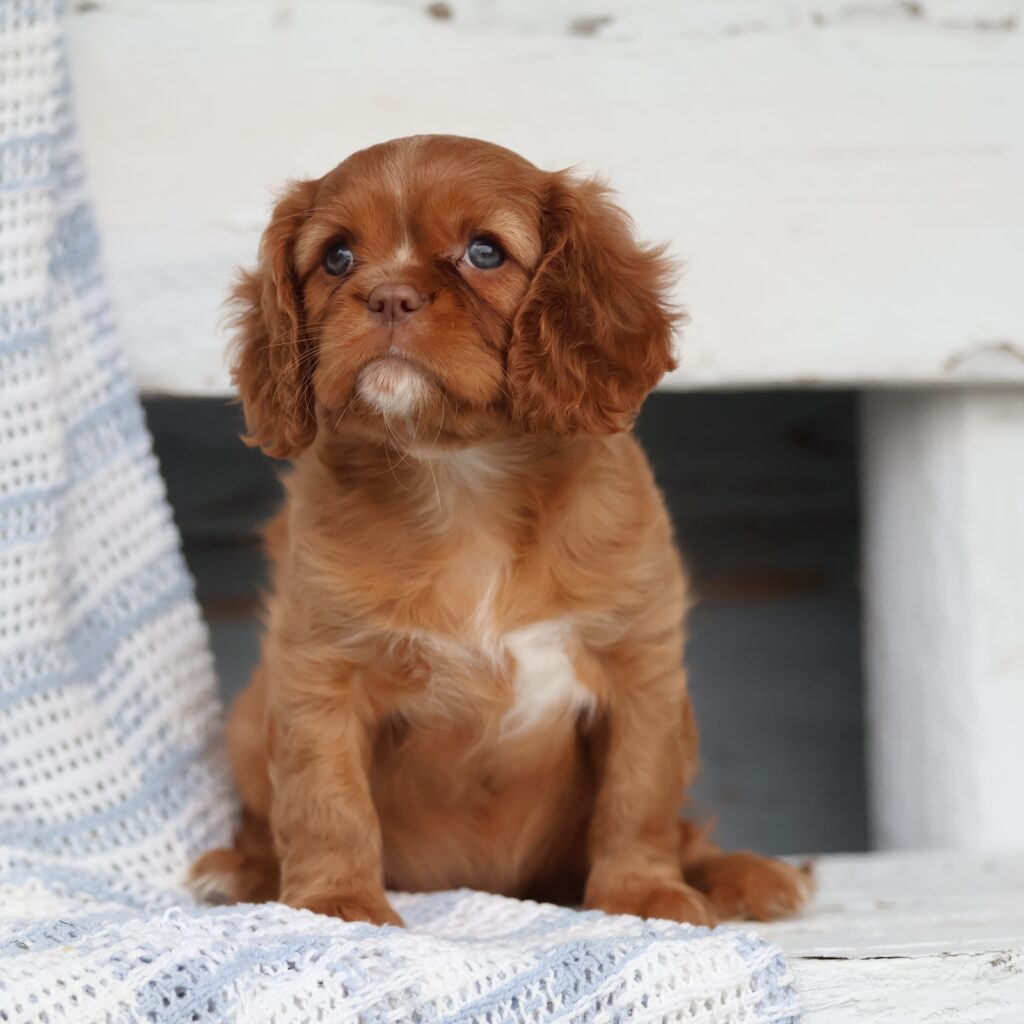 ruby cavaliers king charles spaniels