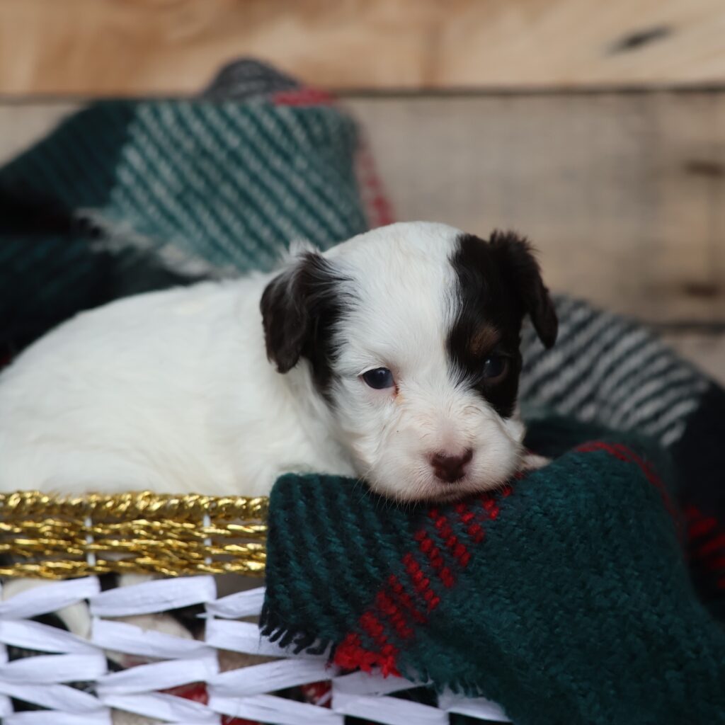 white and brown cavapoo puppy