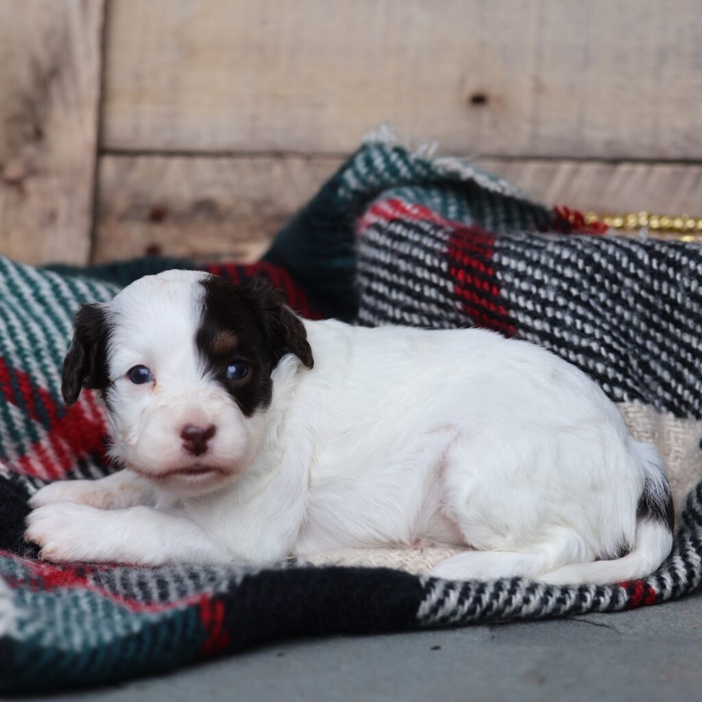 white cavapoo puppies