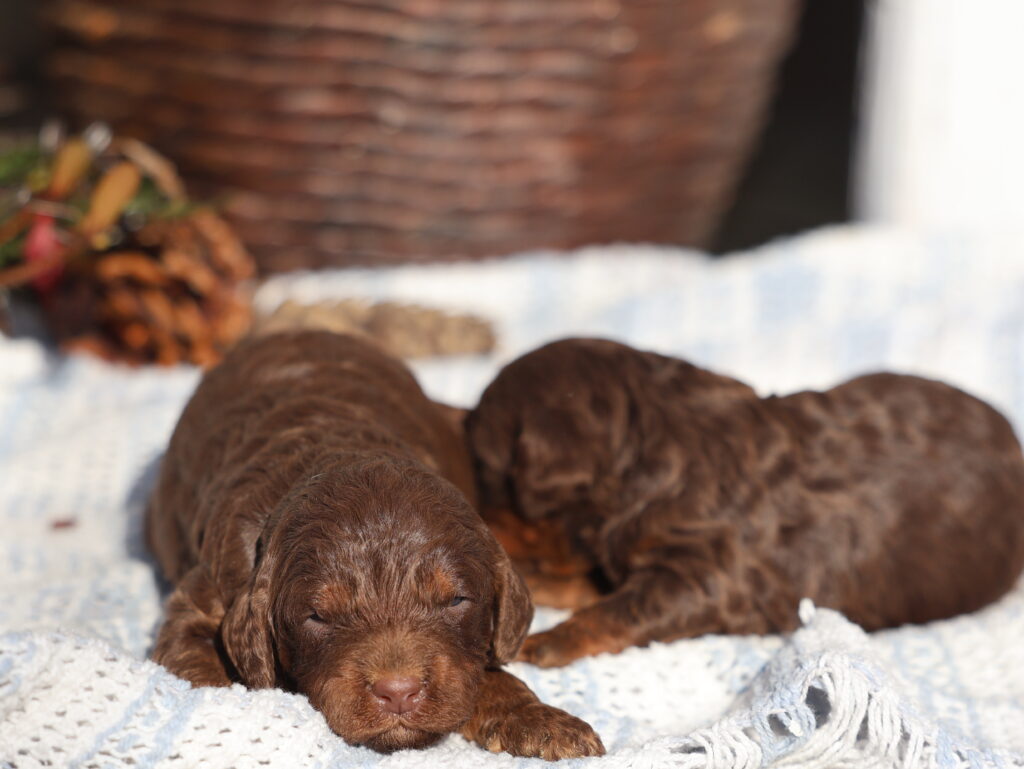breeders of cavapoo puppies