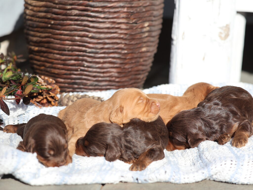 cavapoo puppies