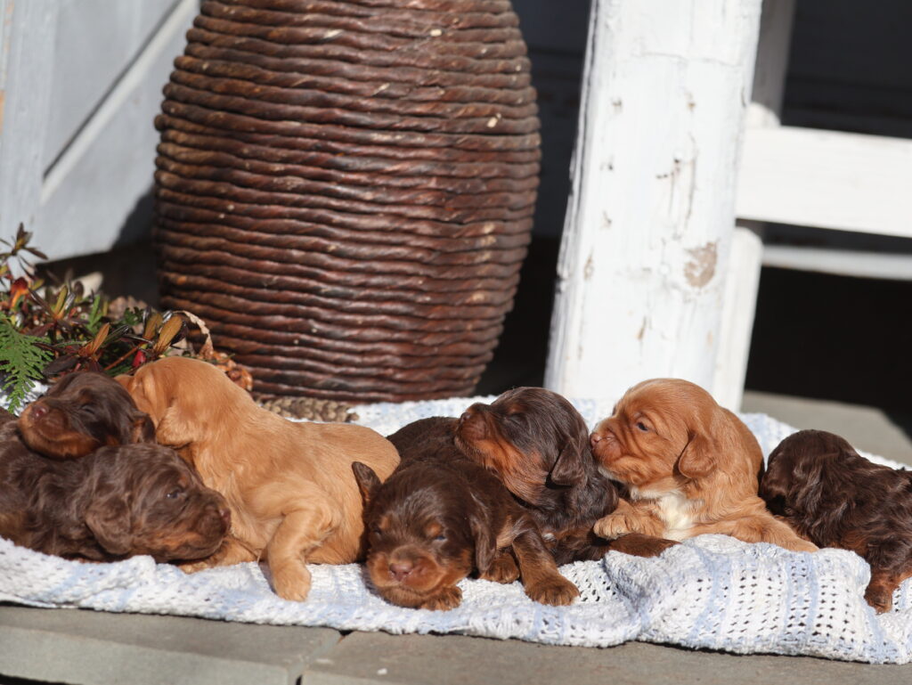 cavapoo puppies near me