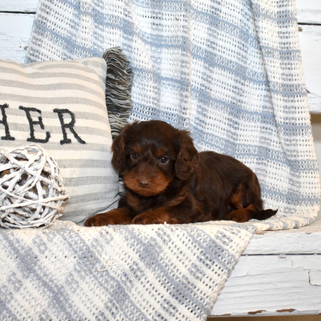 cavapoo chocolate brown