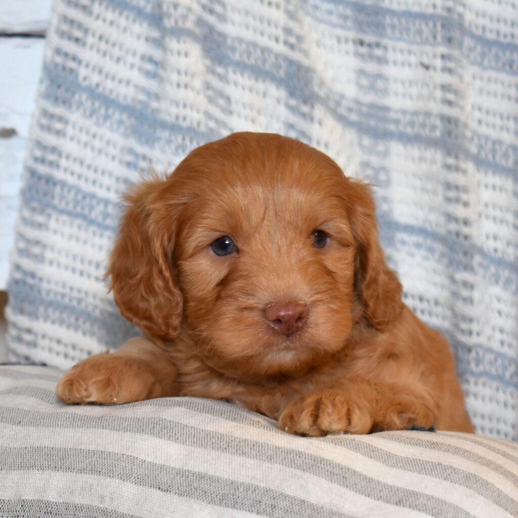 cavapoo puppies pa