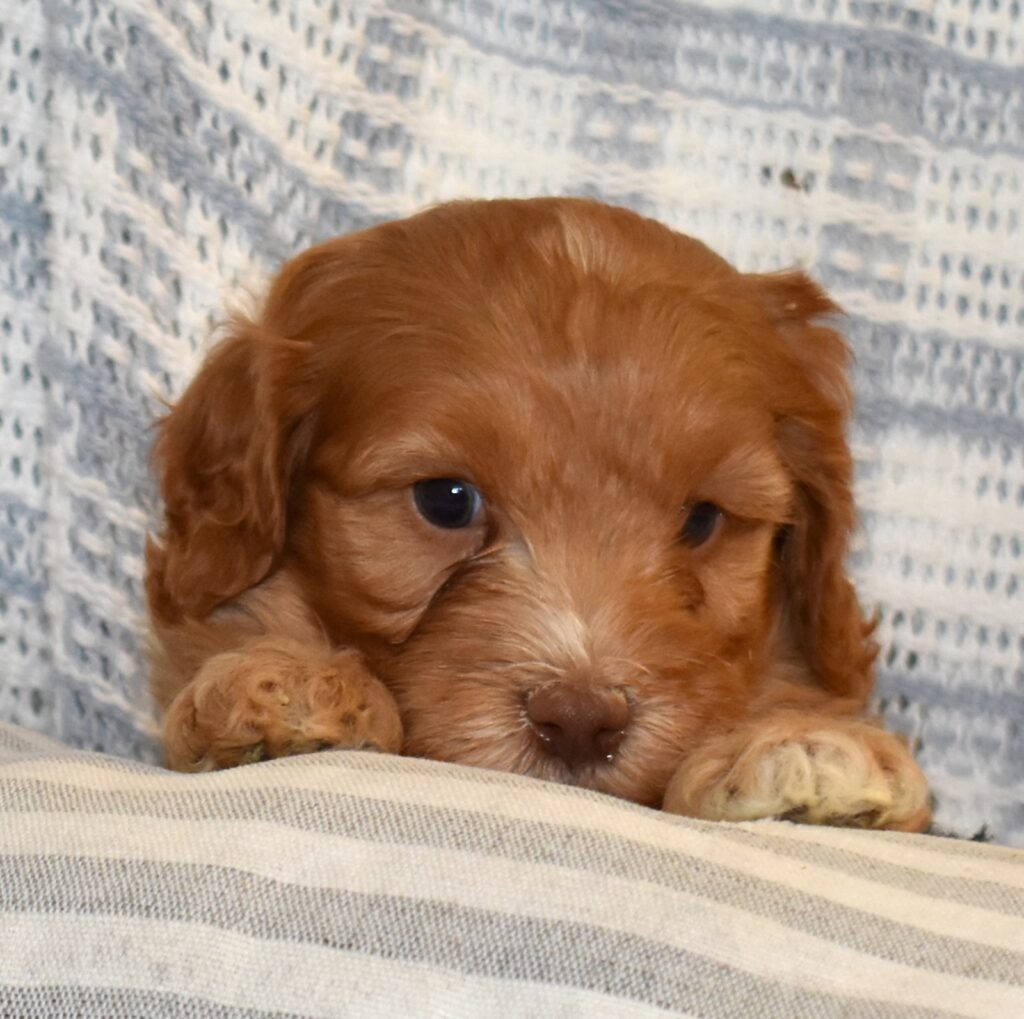 cavapoo puppies for sale