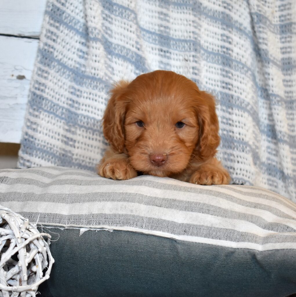 cavapoo puppies for sale