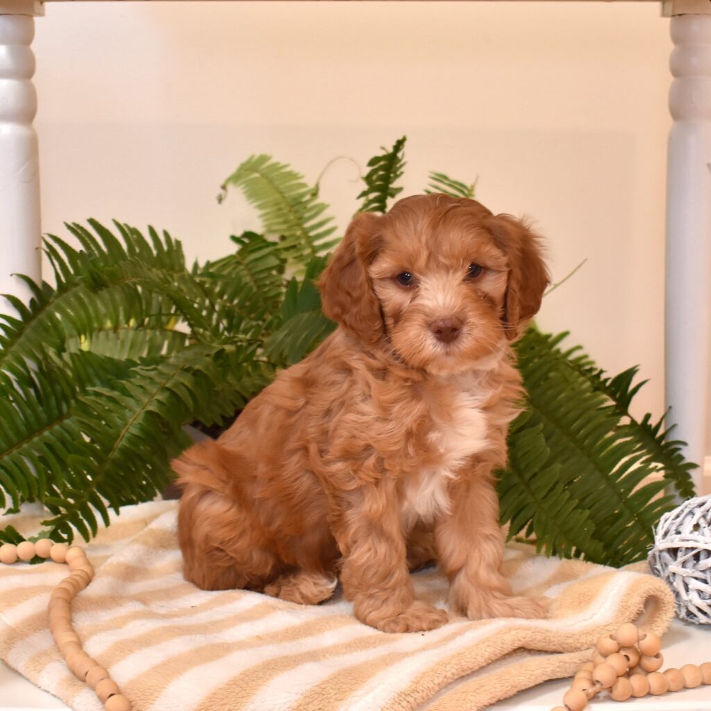 cavapoo puppies for sale
