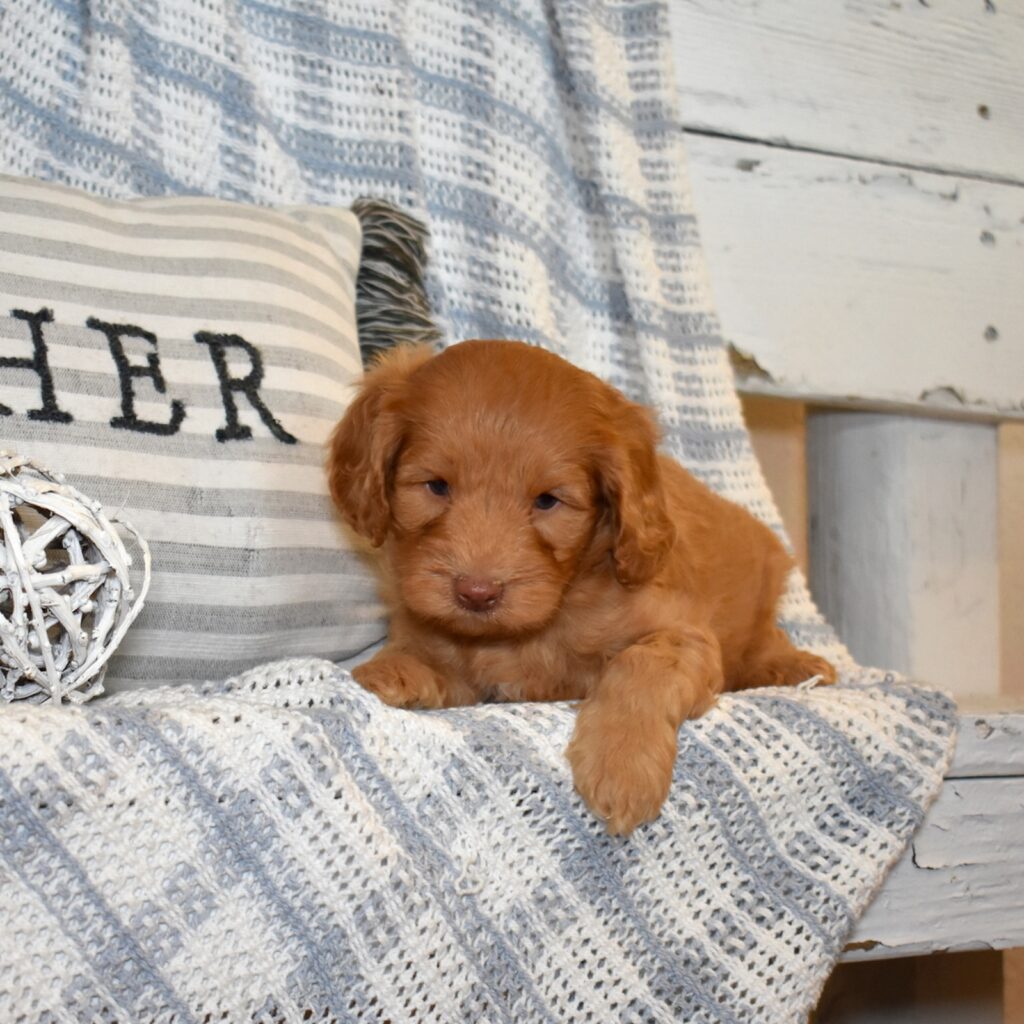 cavapoo puppies for sale in pa