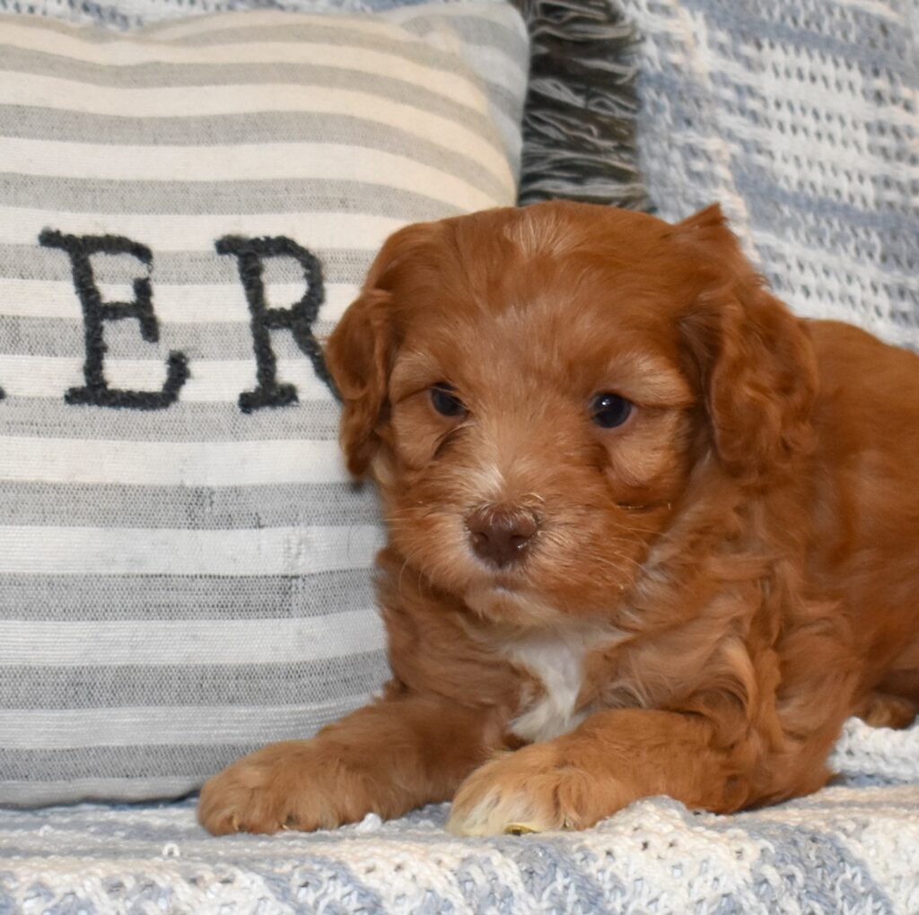 cavapoo puppies for sale near me