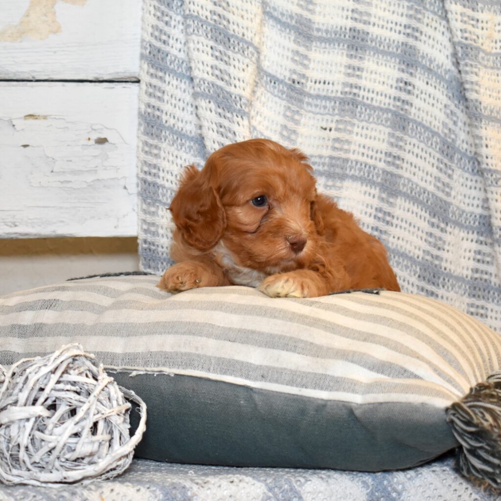 cavapoo puppies near me