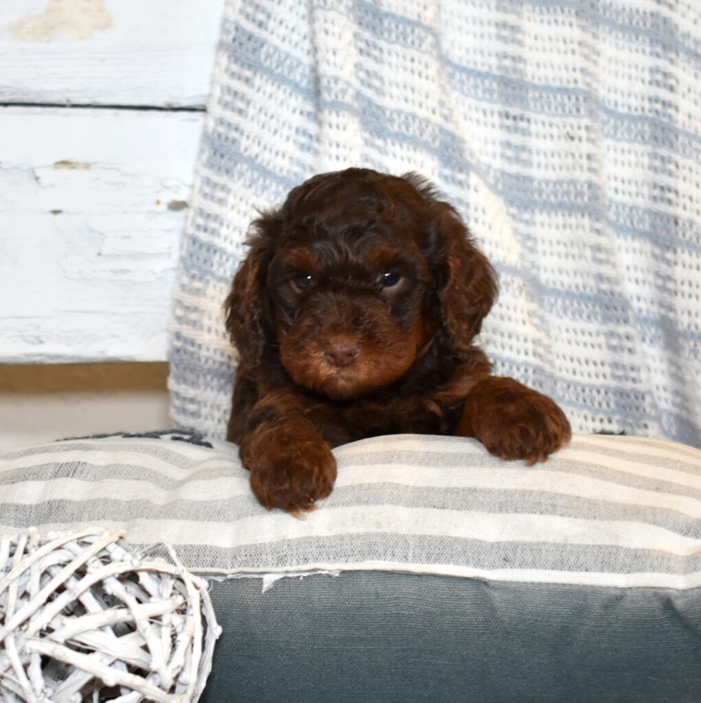cavapoo puppies near me