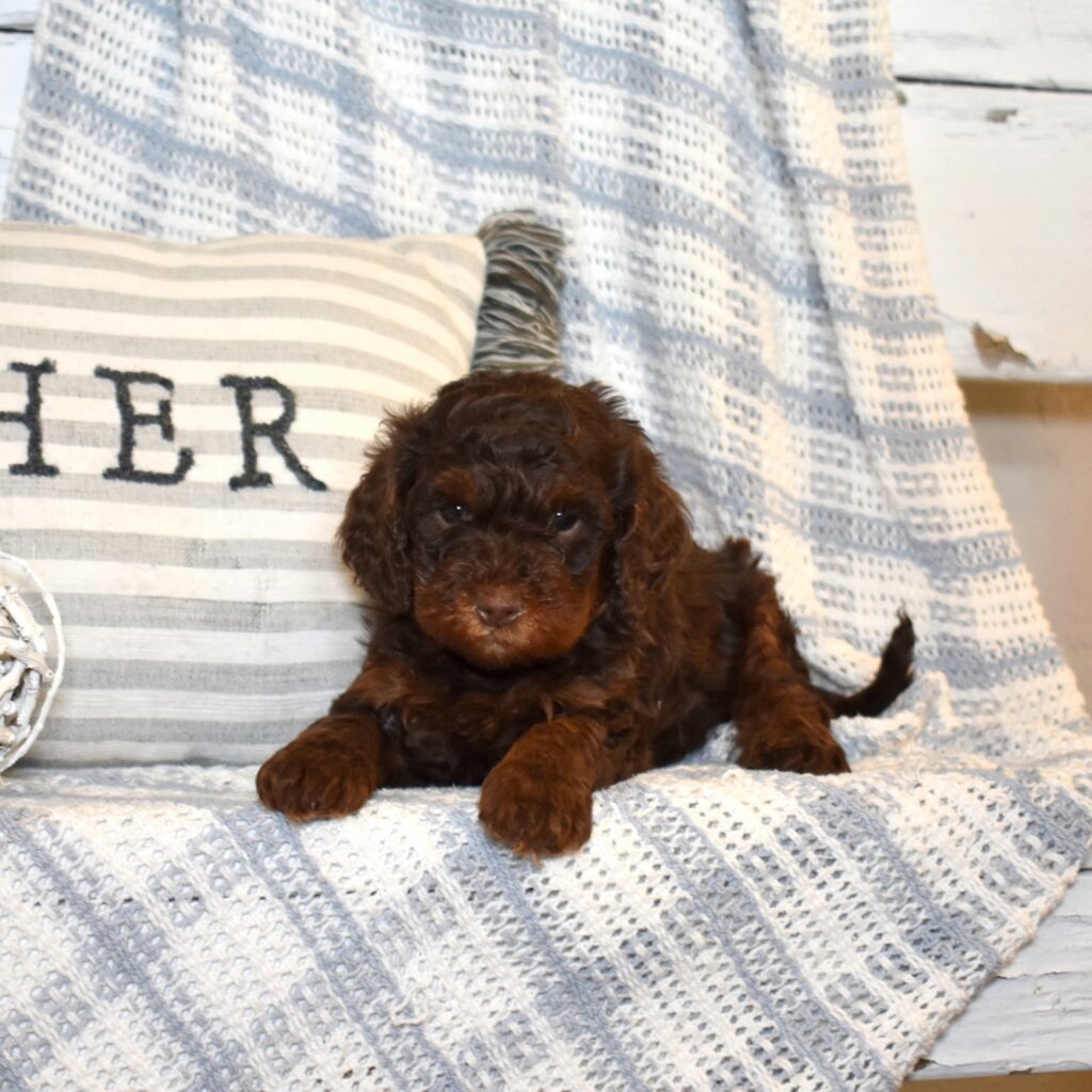 cavapoo puppies near me for sale