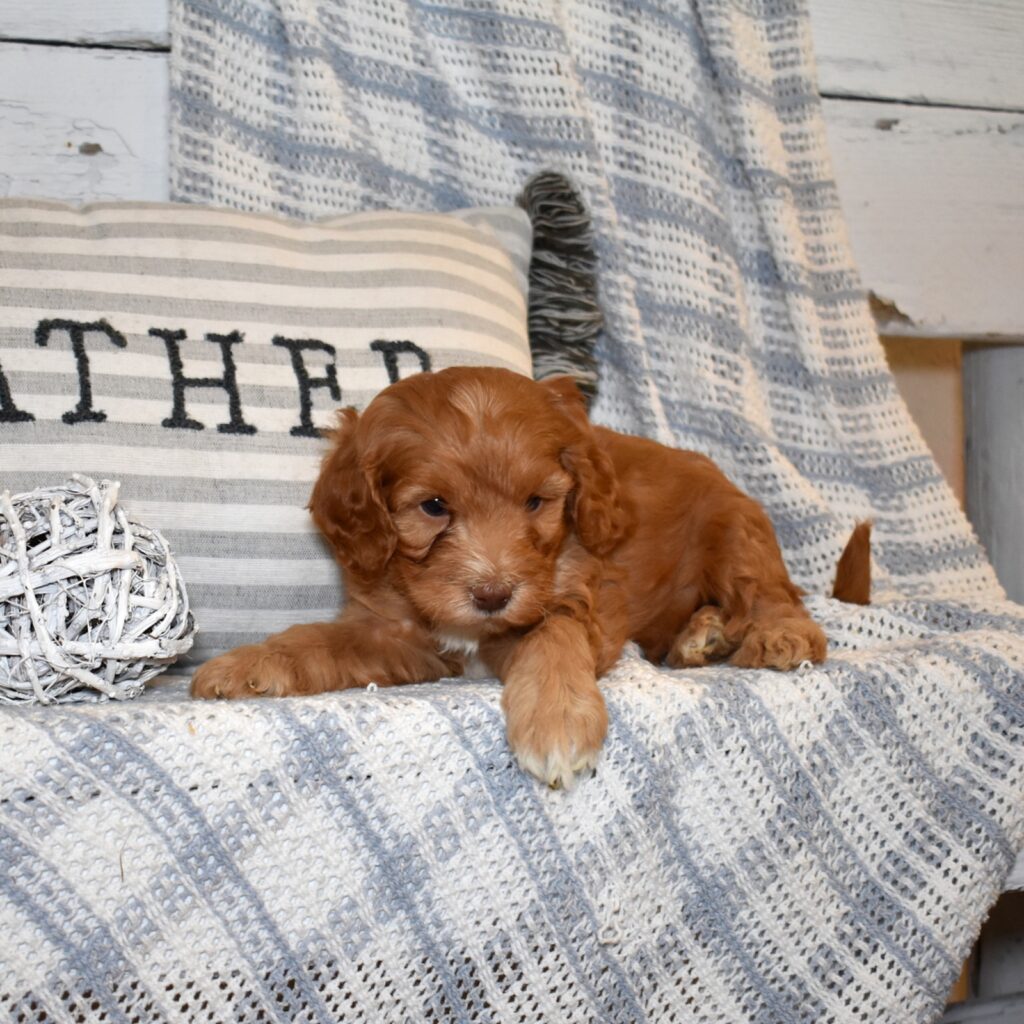 cavapoo puppies near me for sale