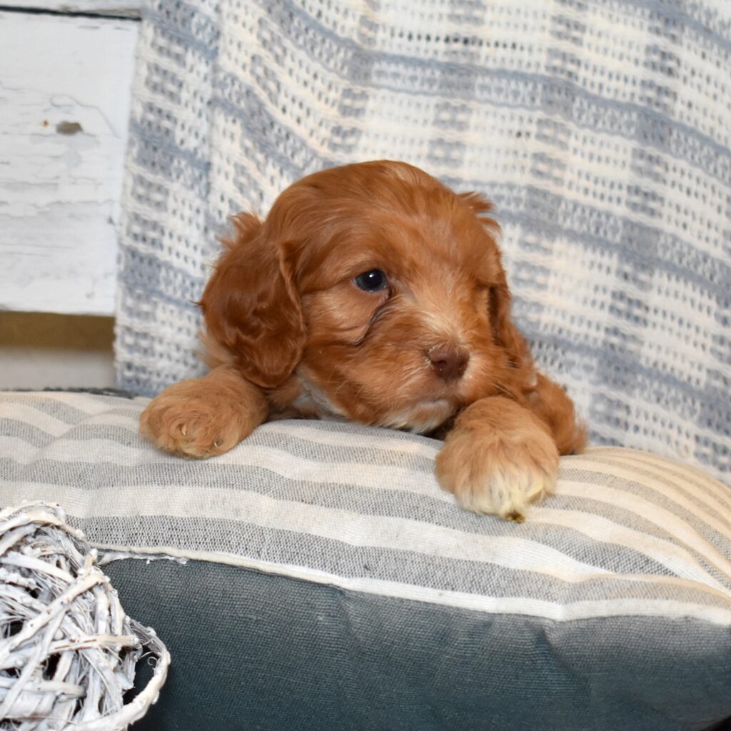 cavapoo puppy