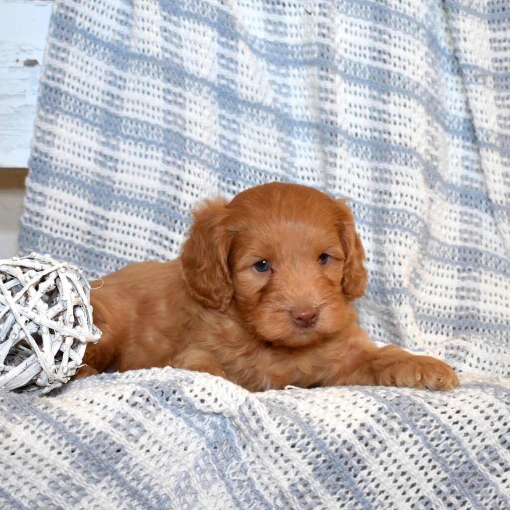 cavapoo puppy