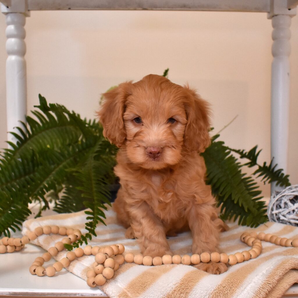 cavapoo puppy for sale