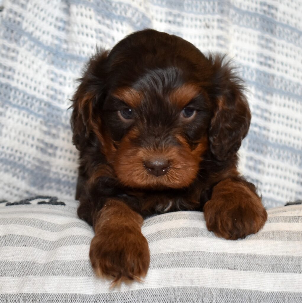 chocolate brown cavapoo