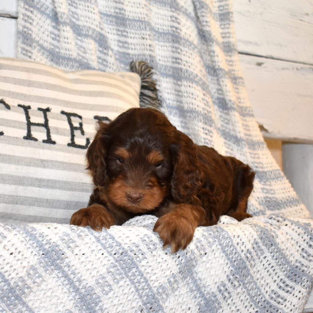 chocolate brown cavapoo