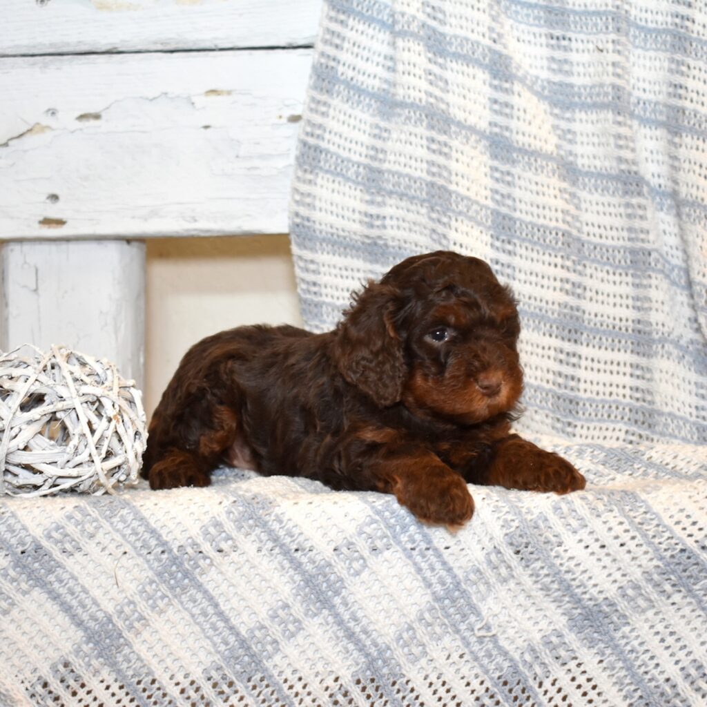 chocolate brown cavapoo