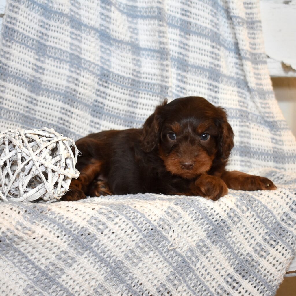 chocolate cavapoo
