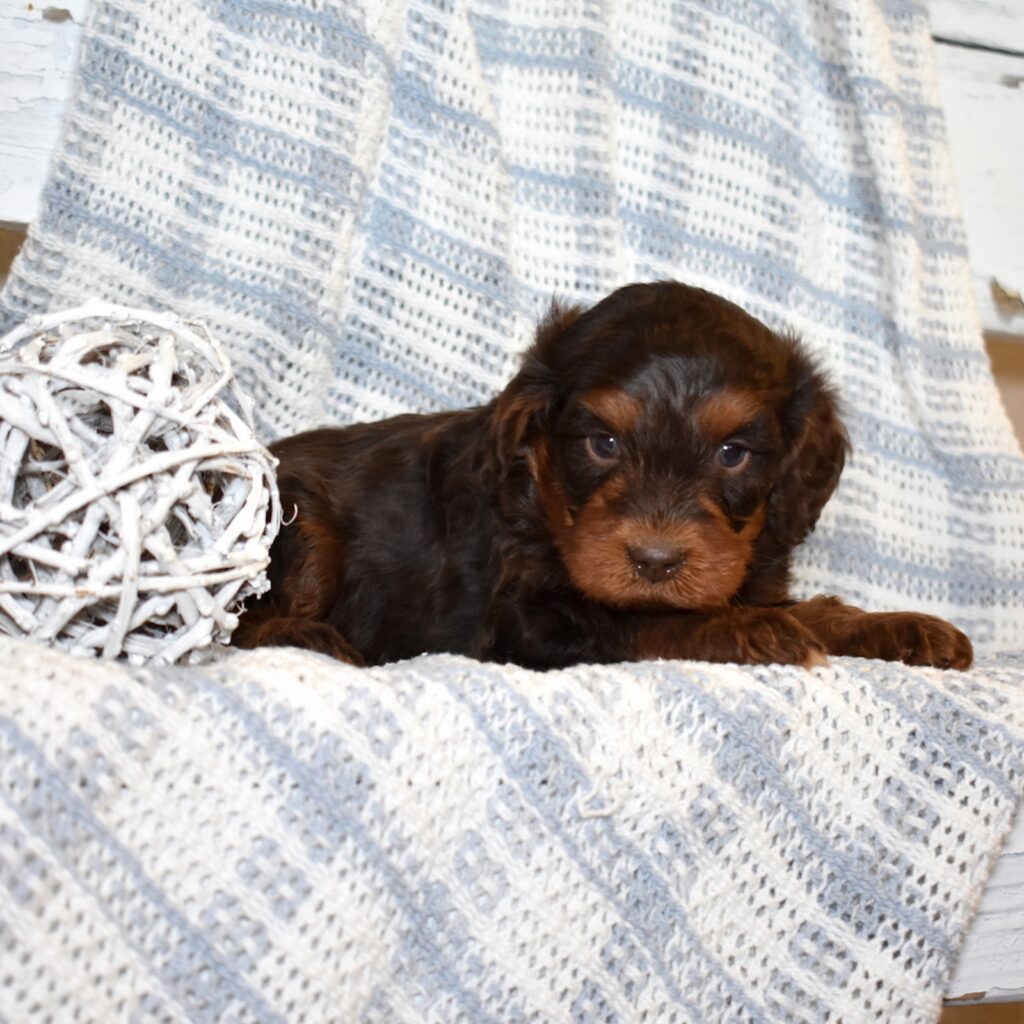 chocolate cavapoo
