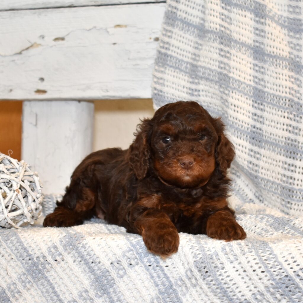 chocolate cavapoo