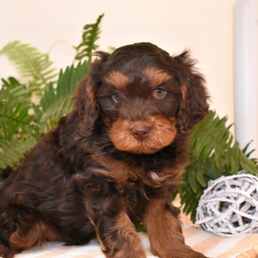 chocolate cavapoo