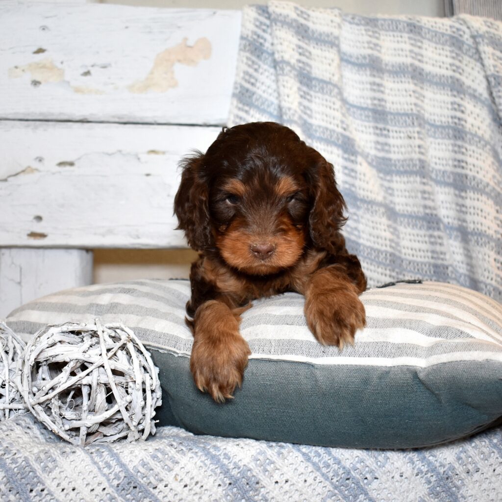 chocolate cavapoo for sale